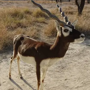Explore MP Wildlife Tour for 5 days with Alkof Holidays and discover unforgettable experiences - Photo 3