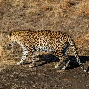 Explore Central India Wildlife Tour for 7 days with Alkof Holidays and discover unforgettable experiences - Photo 3