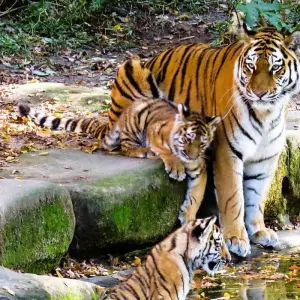 Explore Rajasthan Wildlife Tour for 10 days with Alkof Holidays and discover unforgettable experiences - Photo 7