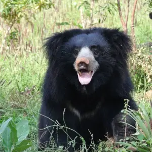 Explore Central India Wildlife Tour for 7 days with Alkof Holidays and discover unforgettable experiences - Photo 4