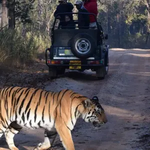 Explore MP Wildlife Tour for 5 days with Alkof Holidays and discover unforgettable experiences - Photo 6