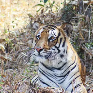 Explore Central India Wildlife Tour for 7 days with Alkof Holidays and discover unforgettable experiences - Photo 7