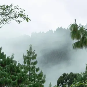 Explore Golden Triangle Tour with Darjeeling Tea Estates for 12 days with Alkof Holidays and discover unforgettable experiences - Photo 7