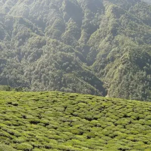 Explore Golden Triangle Tour with Darjeeling Tea Estates for 12 days with Alkof Holidays and discover unforgettable experiences - Photo 8