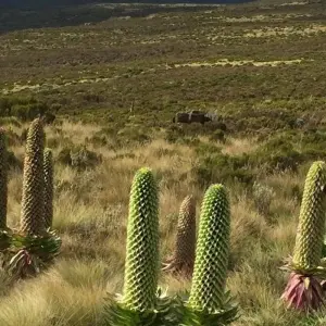 Explore Mt Kenya day Hike for 1 days with All Time Safaris Ltd and discover unforgettable experiences - Photo 5