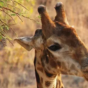 Explore 5 Days  Photo Safari for 5 days with All Time Safaris Ltd and discover unforgettable experiences - Photo 8