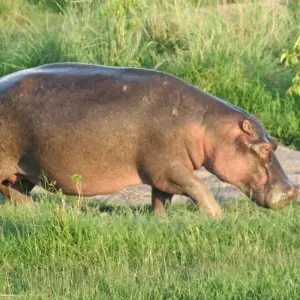 Explore 5 Days  Photo Safari for 5 days with All Time Safaris Ltd and discover unforgettable experiences - Photo 9