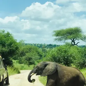 Explore 4 Days Exhilarating Tanzania Safari for 4 days with All Weather Adventures and discover unforgettable experiences - Photo 2