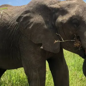 Explore 4 Days Exhilarating Tanzania Safari for 4 days with All Weather Adventures and discover unforgettable experiences - Photo 3