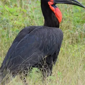 Explore 4 Days Exhilarating Tanzania Safari for 4 days with All Weather Adventures and discover unforgettable experiences - Photo 5