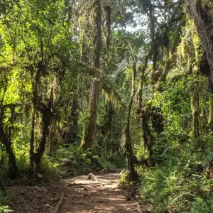 Explore Kilimanjaro Day Tour to Mandara Hut. for 1 days with All Weather Adventures and discover unforgettable experiences - Photo 2