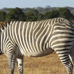 Explore 7 Days Private camping Kenya Safari for 7 days with All Time Safaris Ltd and discover unforgettable experiences - Photo 4