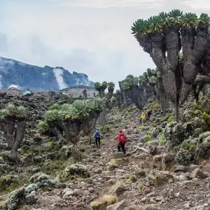Explore Climb Kilimanjaro : 7 Days Rongai Route for 8 days with All Weather Adventures and discover unforgettable experiences - Photo 6