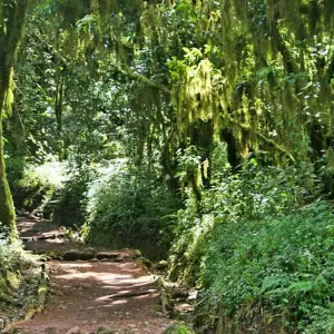 Explore Kilimanjaro Day Tour to Mandara Hut. for 1 days with All Weather Adventures and discover unforgettable experiences - Photo 4
