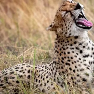Explore The Best Adventure Tanzania Safari for 8 days with All Weather Adventures and discover unforgettable experiences - Photo 8