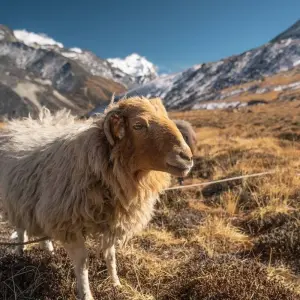 Explore Mera Peak Expedition for 13 days with AlpWander Adventures Pvt. Ltd. and discover unforgettable experiences - Photo 2