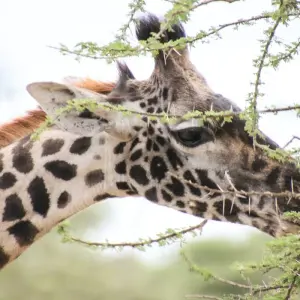 Explore 2 Day Tanzania Safari for 2 days with Almighty Kilimanjaro and discover unforgettable experiences - Photo 2