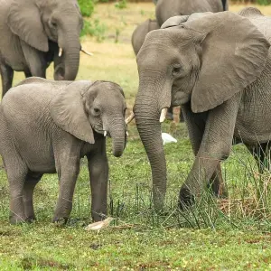 Explore Tanzania Big 5 Safari for 5 days with Almighty Kilimanjaro and discover unforgettable experiences - Photo 2