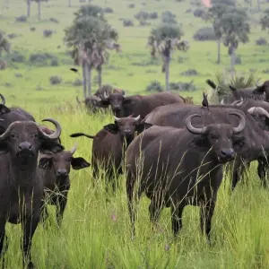 Explore 3 Days Tanzania Culture and Sightseeing Safari for 3 days with Almighty Kilimanjaro and discover unforgettable experiences - Photo 2