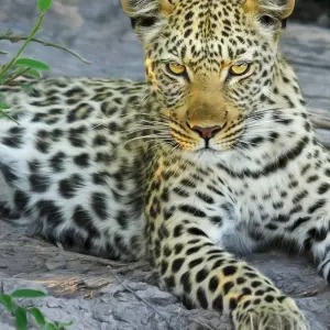 Explore Tanzania Big 5 Safari for 5 days with Almighty Kilimanjaro and discover unforgettable experiences - Photo 3