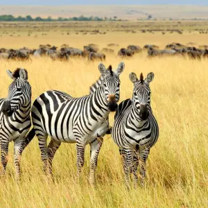 Explore 3 Days Mount Oldonyo Lengai Climb for 3 days with Almighty Kilimanjaro and discover unforgettable experiences - Photo 4