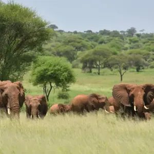 Explore 5 Days Best of Serengeti Safari for 5 days with Almighty Kilimanjaro and discover unforgettable experiences - Photo 2