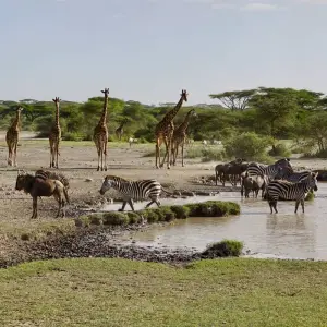 Explore 5 Days Serengeti Flying Safari for 5 days with Almighty Kilimanjaro and discover unforgettable experiences - Photo 3