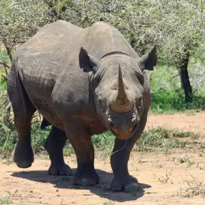 Explore Tanzania Big 5 Safari for 5 days with Almighty Kilimanjaro and discover unforgettable experiences - Photo 4