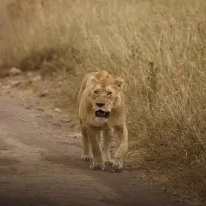 Explore 5 Days Serengeti Flying Safari for 5 days with Almighty Kilimanjaro and discover unforgettable experiences - Photo 4