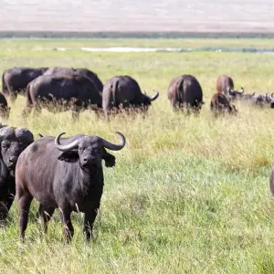 Explore 4 Days Best of Tanzania Safari for 4 days with Almighty Kilimanjaro and discover unforgettable experiences - Photo 4