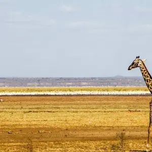 Explore 3 Days Tanzania Culture and Sightseeing Safari for 3 days with Almighty Kilimanjaro and discover unforgettable experiences - Photo 5