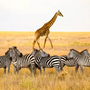Explore 8 Days Serengeti Wildebeests Calving Season for 8 days with Almighty Kilimanjaro and discover unforgettable experiences - Photo 2