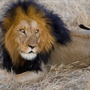 Explore 2 Day Tanzania Safari for 2 days with Almighty Kilimanjaro and discover unforgettable experiences - Photo 6