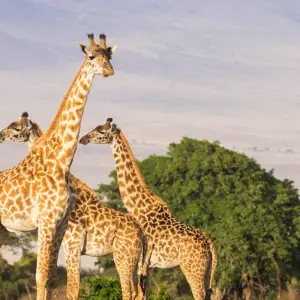 Explore 7 Days Serengeti Big 5 Safari for 7 days with Almighty Kilimanjaro and discover unforgettable experiences - Photo 3