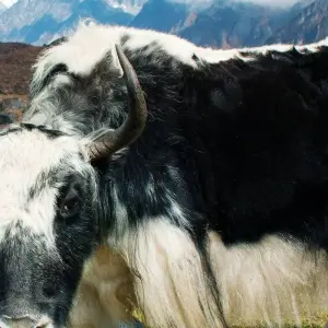 Explore Langtang Valley Trek for 8 days with AlpWander Adventures Pvt. Ltd. and discover unforgettable experiences - Photo 5