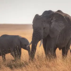 Explore 7 Days Serengeti Big 5 Safari for 7 days with Almighty Kilimanjaro and discover unforgettable experiences - Photo 5