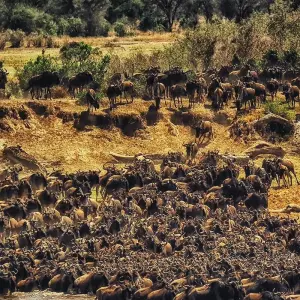 Explore 6 Days Migration Safari for 6 days with Almighty Kilimanjaro and discover unforgettable experiences - Photo 6