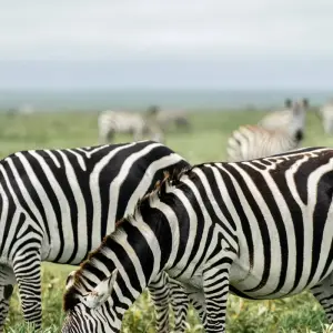 Explore 7 Days Serengeti Big 5 Safari for 7 days with Almighty Kilimanjaro and discover unforgettable experiences - Photo 6