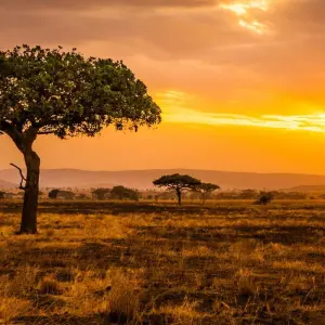 Explore 7 Days Serengeti Big 5 Safari for 7 days with Almighty Kilimanjaro and discover unforgettable experiences - Photo 8