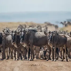 Explore 8 Days Serengeti Wildebeests Calving Season for 8 days with Almighty Kilimanjaro and discover unforgettable experiences - Photo 8