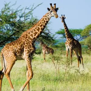 Explore 7 Days Serengeti Big 5 Safari for 7 days with Almighty Kilimanjaro and discover unforgettable experiences - Photo 10