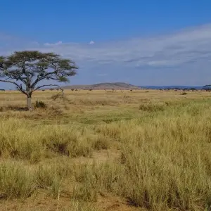 Explore Shining safari - 3 days for 3 days with Almighty Kilimanjaro and discover unforgettable experiences - Photo 2