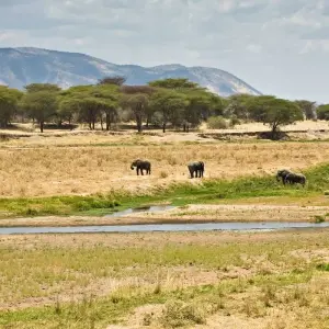 Explore Shining safari - 3 days for 3 days with Almighty Kilimanjaro and discover unforgettable experiences - Photo 5