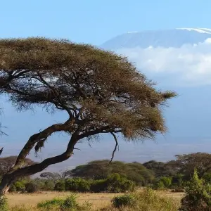 Explore Kilimanjaro Climb Lemosho Route 8 days for 8 days with Almighty Kilimanjaro and discover unforgettable experiences - Photo 6