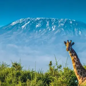 Explore Kilimanjaro climb machame route 6 days for 6 days with Almighty Kilimanjaro and discover unforgettable experiences - Photo 9