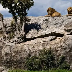 Explore Shining safari - 3 days for 3 days with Almighty Kilimanjaro and discover unforgettable experiences - Photo 7