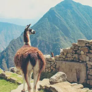 Explore Cusco City Tour, Sacred Valley & Machu Picchu - 3 Days / 2 Nights for 3 days with Alpaca Expeditions and discover unforgettable experiences - Photo 6