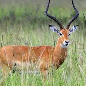 Explore Best of mikumi national park for 3 days with Almighty Kilimanjaro and discover unforgettable experiences - Photo 2