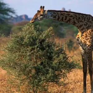 Explore Ruaha national park - 3 days for 3 days with Almighty Kilimanjaro and discover unforgettable experiences - Photo 2