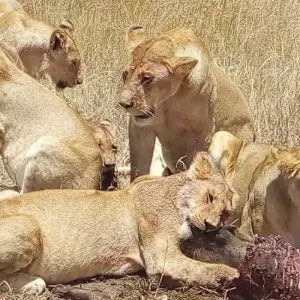 Explore Kenya-7 days featuring classic safari for 7 days with Almighty Kilimanjaro and discover unforgettable experiences - Photo 2